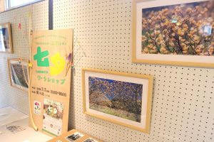 市の花ミツマタ写真展